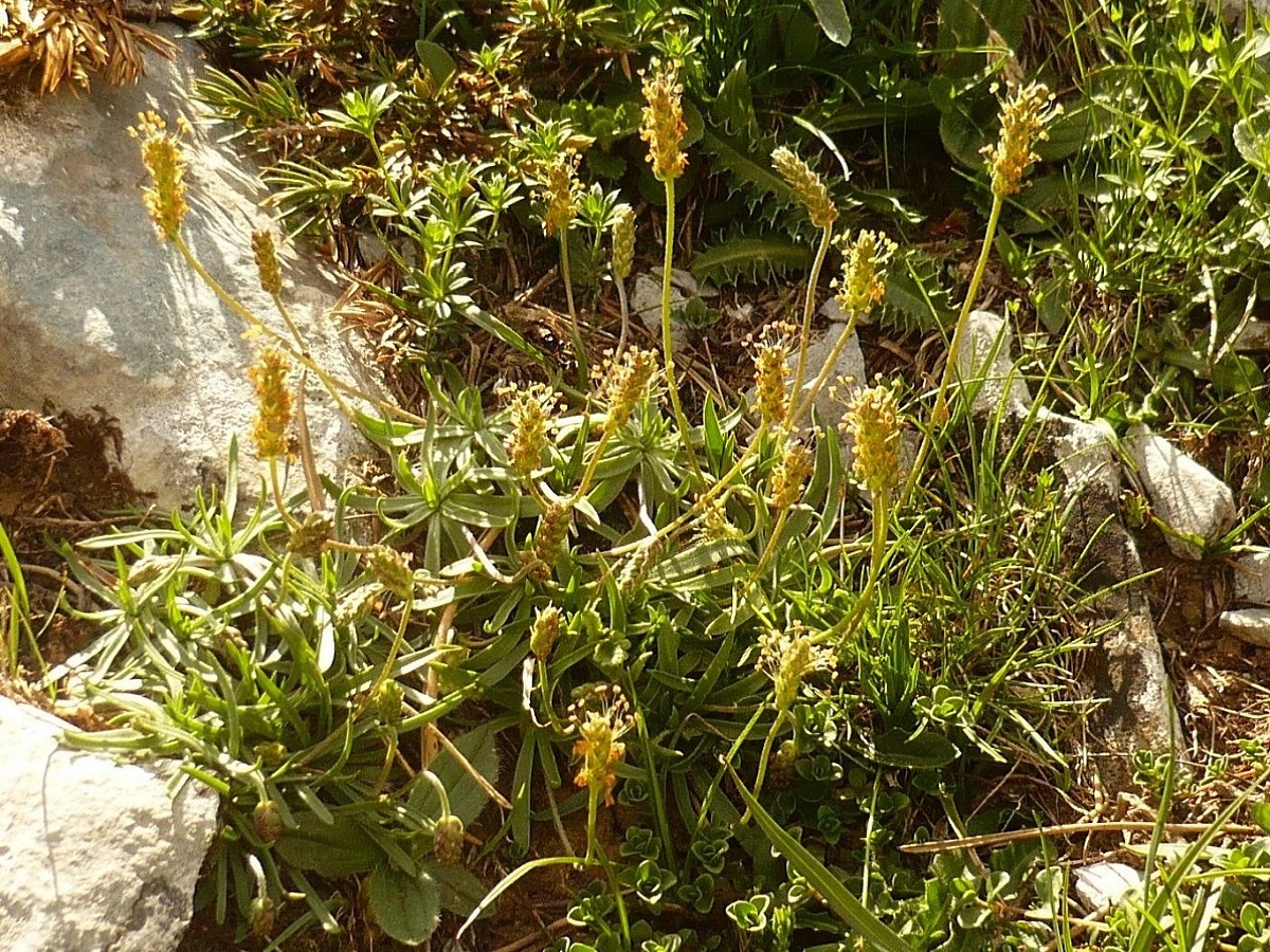 Plantago alpina (Plantaginaceae)
